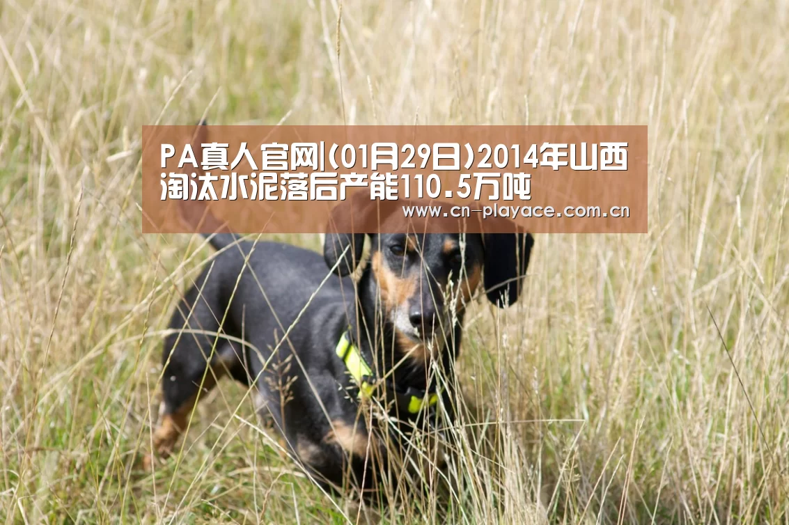 PA真人集团